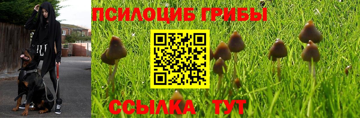 Галлюциногенные грибы прущие грибы Сибай